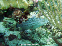 Scamp on the Inside Reef at Lauderdale by the Sea. by Michael Kovach 